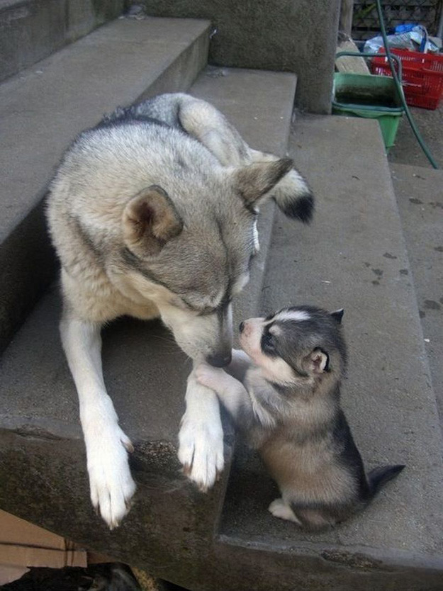 petapeta:  Adorable Photos of Animals and Their Mini-Me’s - My Modern Metropolis