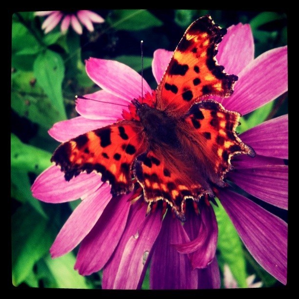 Jag hittade en fin fjäril i trädgården och lyckades ta en bild på den. Visst är dem fina? #butterfly #fly #away #flower #wilmaeldered #chaniwima #love #lovely #garden #life #summer #August #nature (Taken with Instagram)
