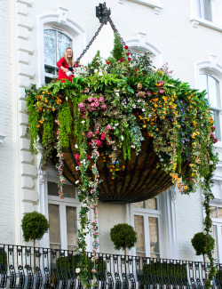 Pricklylegs:  Towering 25 Ft Above The Ground, A 20 X 10Ft Flower Basket Known As