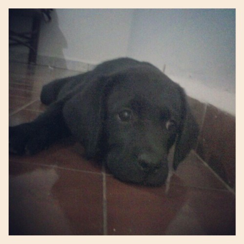 Mais novi membro da família a Molly *–* (Publicado com o Instagram)