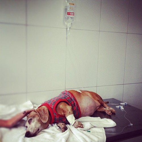  Você é fã da Kéfera, ou pelo menos gosta dela? Dolly; A cachorrinha dela, tá hipoglicemia forte, e o veterinário tá suspeitado de AVC! A Kéh tá muito mal, e não tá fazendo questão de esconder isso. Então, bora dar uma força? Vamo subir: