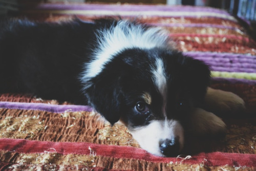 australian shepherd