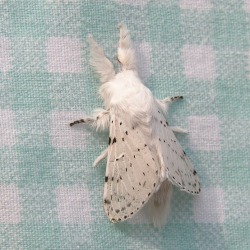 Waywardmonster:  Pumpkinfishes:  Oh My Gosh I Can’t Even Handle This Moth Look