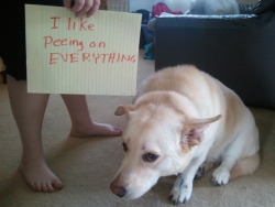 fasterfood:  dogshaming:  think this dog