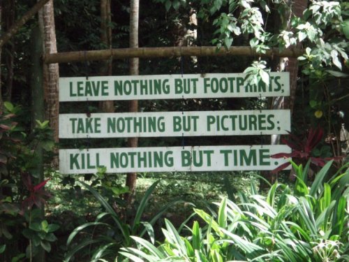 tiger-tropic: Follow tiger-tropic for tropical posts ✌❁☯