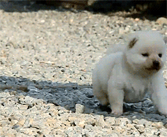  little friend, you are suddenly so serious you are going places you are doing things you are a strong pup 