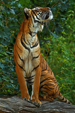 loveforearth:  “Tigerlook” by Ortwin Horn 