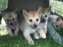 ihavelotsofdogs:  Playtime! by ~GaiaGoneWild Norwegian Buhund puppies