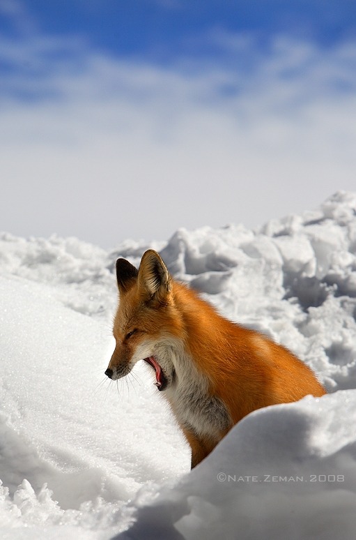 Sleepy Fox by *Nate-Zeman