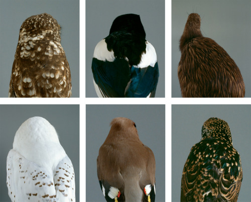 notesondesign:birds