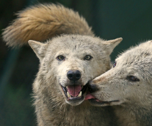 Beautiful Wolves porn pictures