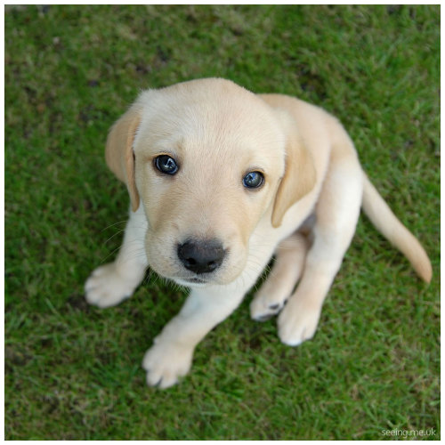 lab puppy