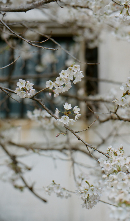 isaykonnichiwa:by satie*
