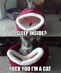 cat-shaming:  When will we learn? Cats NEVER use their beds as intended, if at all. 