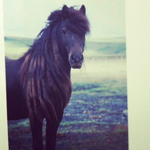 orlaylod:  dreadlockinfo:  bigtimesexuality:  I want a horse with dreads too! 🐴💚👌 #horse #dreadlocks #awesome #yes #please (Taken with Instagram)  I don’t know much about horses and if this is harmful to their health (bugs, excess weight, et
