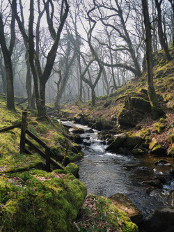 morgondagg:  Smoky Day on Moor Brook, Dartmoor by Miles Wolstenholme 