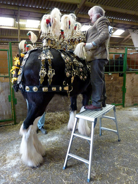 (via National Shire Horse Show 2010 | Flickr - Photo Sharing!)
