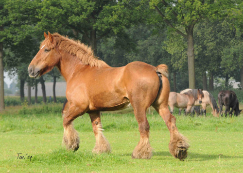 DSC_1595 2 Vos, attention! (by Ton van der Weerden)