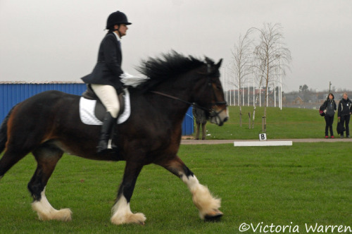 Shire Dressage (by Vicktrr)