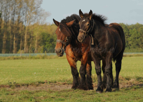 DSC_3702 2 Mother & daughter (by Ton van der Weerden)