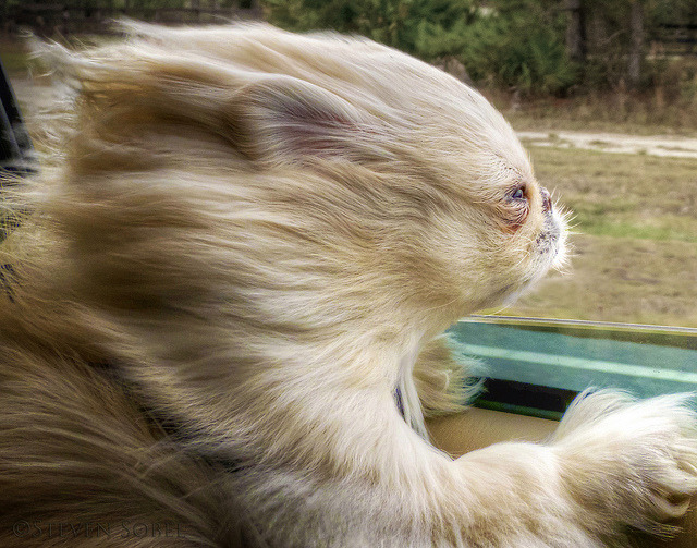 dogsincars:
“ Chyna’s Car Ride Mark 2 by Steven Sobel on Flickr.
Windy dog in car. Although he looks like a cat with all that wind.
”