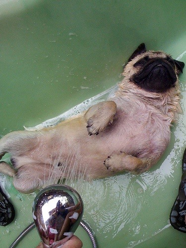 awwyeahpugs:  Oh yea bath time                -This photo was discovered by my lovely