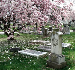 redmortem:  Blooming in the cemetery 