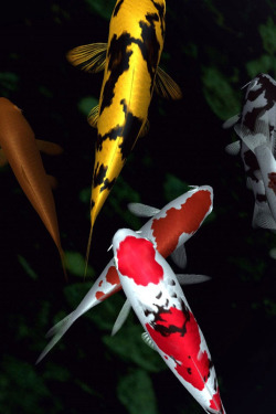 earth-song:  photoexplorer1: Koi fish 