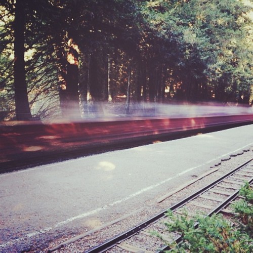 Tiny steam trains. (Taken with Instagram at Redwood Valley Railway (Tilden Steam Train))