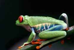 earth-song:  “The Red-eyed Tree Frog”