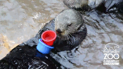 resident-vamp:  shitloadofsquirrels:   Nellie the sea otter stacks cups at Point Defiance Zoo & Aquarium [x]   #NO BUT THE WAY HE KEEPS LOOKING UP AT THE GUY LIKE #WHY WOULD YOU PUT THESE TOGETHER LIKE THIS #THEY ARE OBVIOUSLY STACKED WRONG #DO