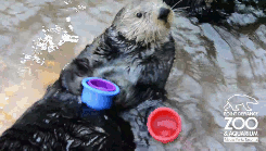 IN THE FIFTH GIF HE PATS THE CUPS WITH HIS LITTLE PAWS TO MAKE SURE IT’S IN. BRB, DYING.