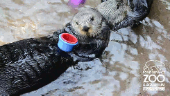 resident-vamp:  shitloadofsquirrels:   Nellie the sea otter stacks cups at Point