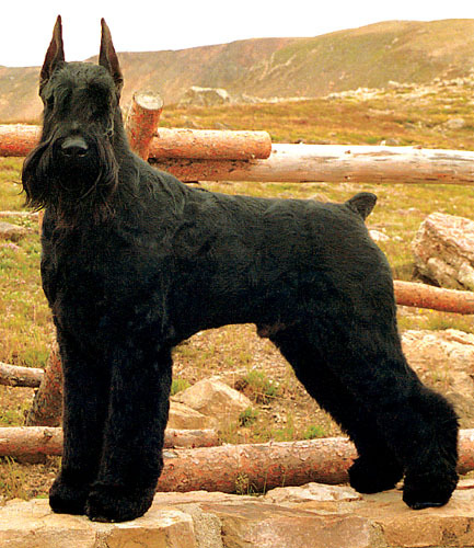 Black miniature schnauzer figurine