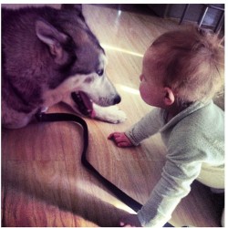 These two are a bit cute! #husky #malamute @jessicaaaaa_ #ryderisamadsnakewholoveshuskysalready (Taken with Instagram)