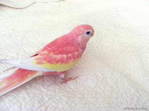 importantbirds:pinopora:PinocoIs BIRB or is SHRAMP? The mystery will only CONTINUES