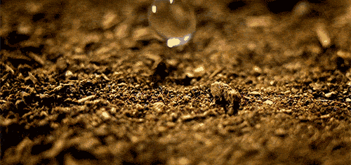 raindrop