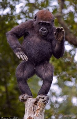 theanimalblog:  Pole-Dancing Gorilla 