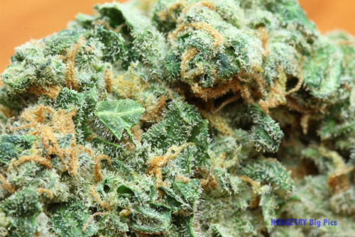 weedporndaily:  Sativa