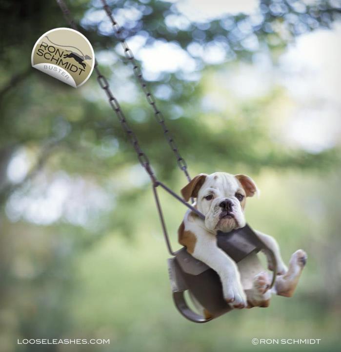 suckthislemon:  Wonderfully Witty Dog Portraits by Ron Schmidt  Ron Schmidt is the