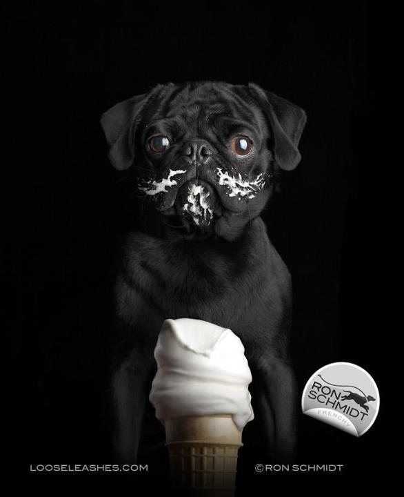 suckthislemon:  Wonderfully Witty Dog Portraits by Ron Schmidt  Ron Schmidt is the