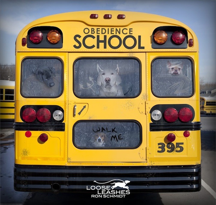 suckthislemon:  Wonderfully Witty Dog Portraits by Ron Schmidt  Ron Schmidt is the