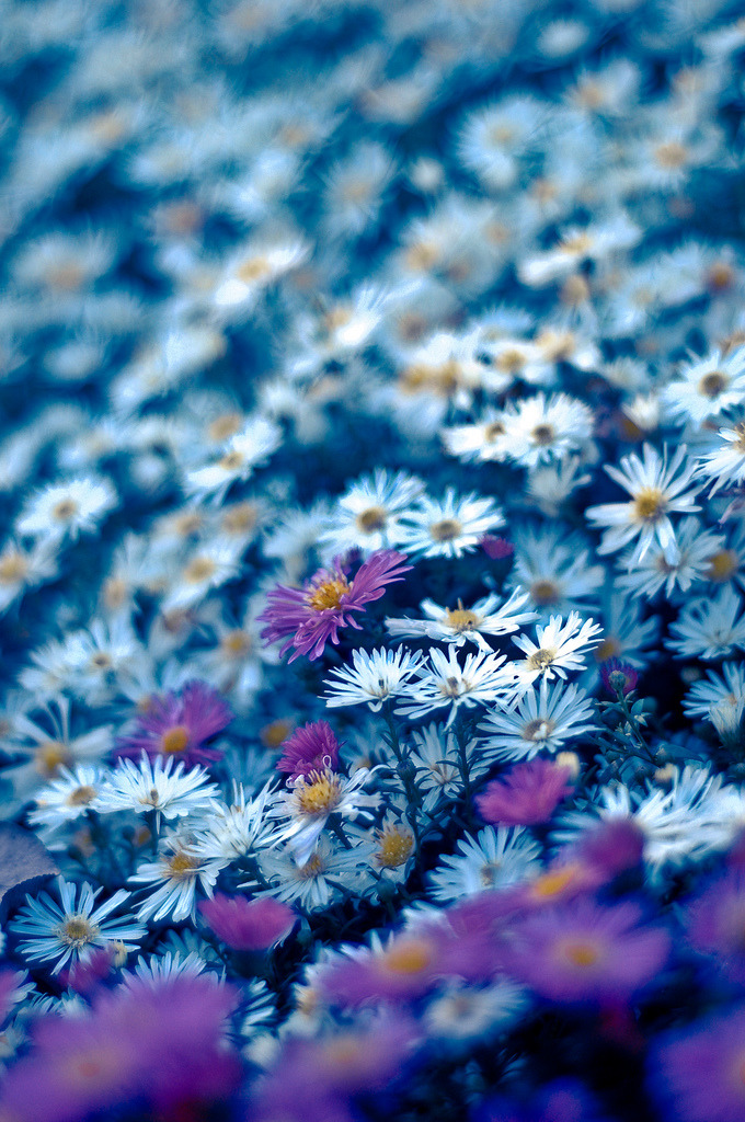 lovemetoinfinity:  my favorite flower 