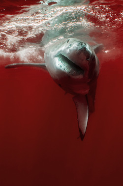 persnicketyy:  oo he’s swimming in blood..? 