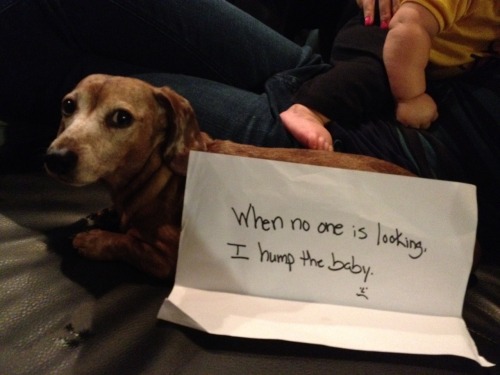 the-absolute-funniest-posts:  My lovely followers, please follow this blog immediately!