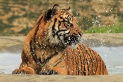 llbwwb:  Tiger Cub,For my Tiger Lovers:) (by TenPinPhil) 