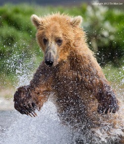 Magicalnaturetour:   “The Amateur Hunter” By Tin Man :)