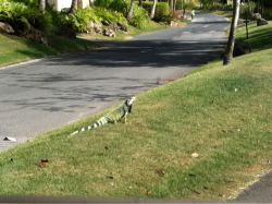 munocular:  My first encounter with an Iguana…