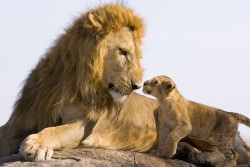 lilyginnyblack:  theanimalblog:  A seven-week-old lion cub looks nervous as he meets his father for the first time. Picture: Suzi Eszterhas/Minden/Solent  He looks nervous in the first picture, but in the second picture he looks like he got over it and