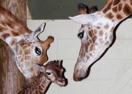 A mother giraffe gives her newborn calf a gentle nudge with her nose as it takes to its feet for its first wobbly steps at Marwell Wildlife, near Winchester, Hampshire
Picture: Ken Dear/Marwell Wildlife